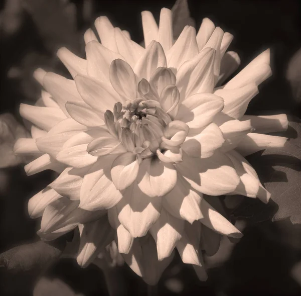 Sepia Dahlia Gênero Plantas Perenes Arbustivas Tuberosas Herbáceas Nativas Principalmente — Fotografia de Stock