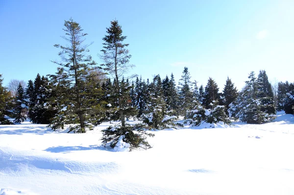 Snowy Boslandschap Zonnige Winterdag — Stockfoto