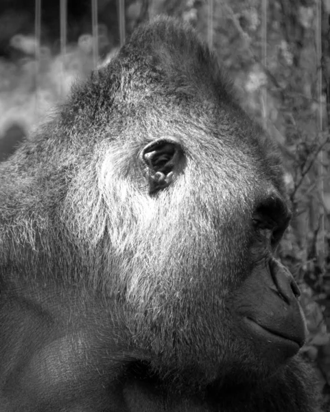 銀製の背甲ゴリラは地上に生息し 主にアフリカ中央部の森林に生息する草食性の類人猿である ゴリラのDnaは人間のDnaと非常によく似ており 9599パーセントから — ストック写真