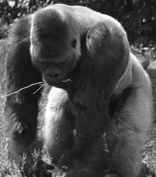 Gorila Punggung Perak Adalah Hewan Yang Hidup Tanah Terutama Kera — Stok Foto