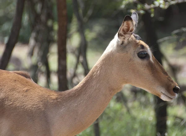 Cerf Sauvage Face Forêt — Photo