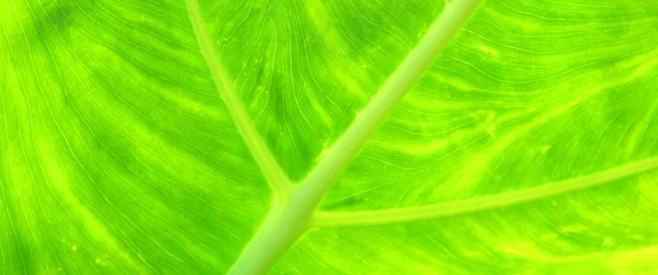 Grüne Blatt Textur Hintergrund — Stockfoto