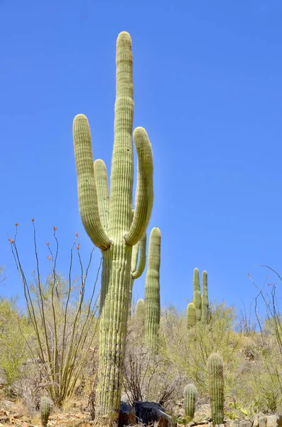 Sguaro Kaktüsü, Joshua Tree Ulusal Parkı, Kaliforniya, ABD