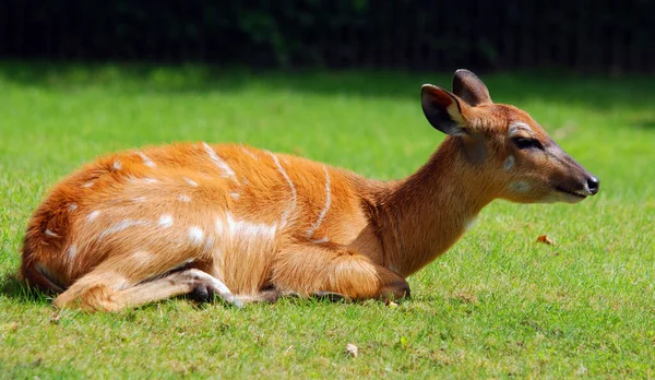 Dama Dama Mamífero Ruminante Pertencente Família Cervidae Esta Espécie Comum — Fotografia de Stock