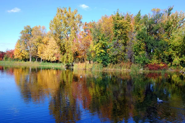 Herfst Waterlandschap Met Felgekleurde Gele Bladeren Sint Petersburg Rusland — Stockfoto
