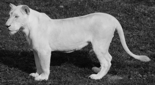 Lion Blanc Est Une Mutation Rare Couleur Lion Jusqu 2009 — Photo