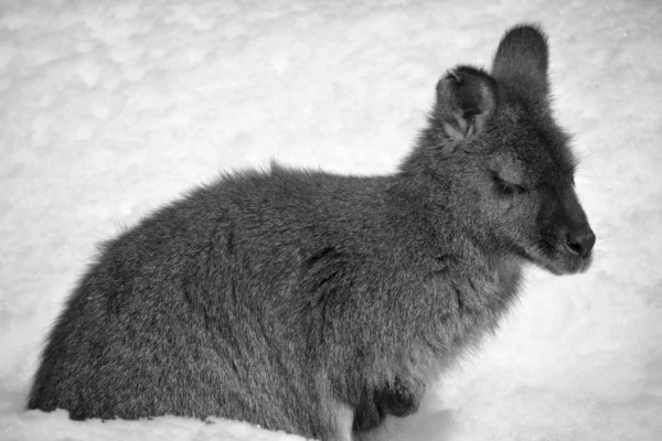 Vintern Wallaby Något Djur Som Tillhör Familjen Macropodidae Som Mindre — Stockfoto