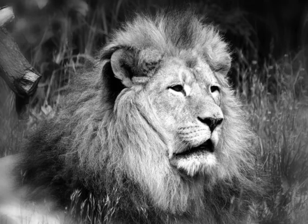 Male Lion Highly Distinctive Male Lion Easily Recognized Its Mane — Stock Photo, Image