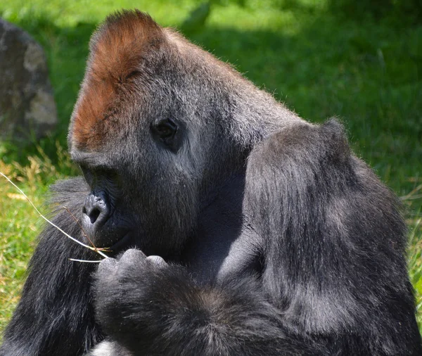 Silvergorillor Marklevande Främst Växtätande Apor Som Bebor Skogarna Centralafrika Dna — Stockfoto