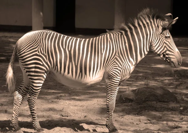 Zèbre Grevy Zèbre Impérial Est Grand Équidé Sauvage Existant Grand — Photo