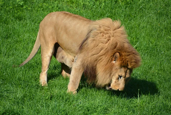 Leão Dos Quatro Grandes Gatos Gênero Panthera Membro Família Felidae — Fotografia de Stock