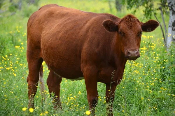 Βοοειδή Limousin Είναι Μια Φυλή Βοοειδών Υψηλής Μυϊκής Μάζας Που — Φωτογραφία Αρχείου