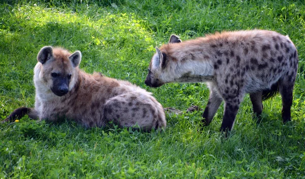 Hyena Hyena Met Slechts Vier Bestaande Soorten Het Vijf Kleinste — Stockfoto