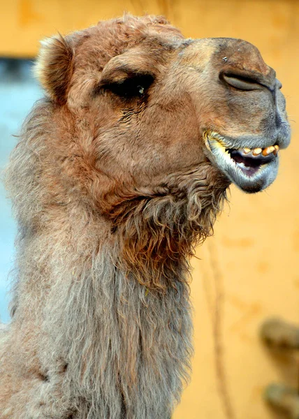 Teve Egy Patás Camelus Nemzetségben Jellegzetes Zsírlerakódásokkal Hátán Púpokkal Két — Stock Fotó