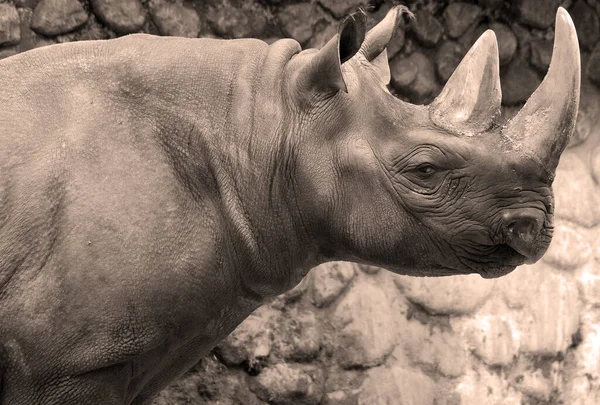 Rhinoceros Een Geslacht Van Hoefdieren Uit Familie Rhinocerotidae Twee Van — Stockfoto