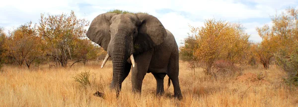 남아프리카 공화국 크루거 공원의 코끼리 — 스톡 사진