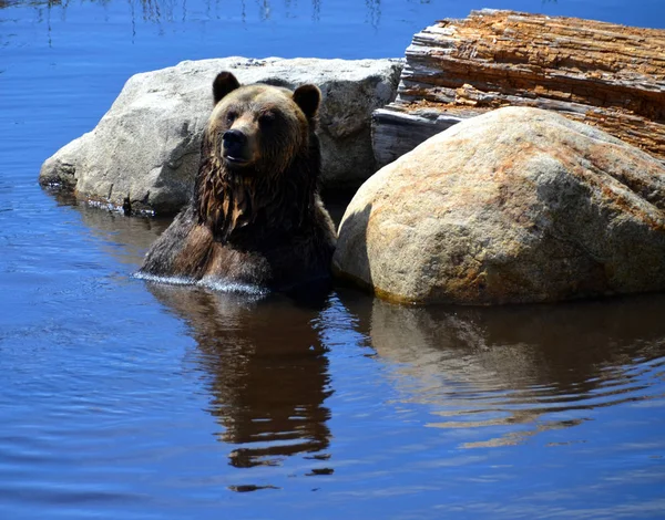 Urso Pardo Também Conhecido Como Urso Pardo Urso Pardo Uma — Fotografia de Stock