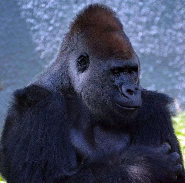 Gorillák Földlakó Túlnyomórészt Növényevő Majmok Amelyek Közép Afrika Erdeiben Élnek — Stock Fotó