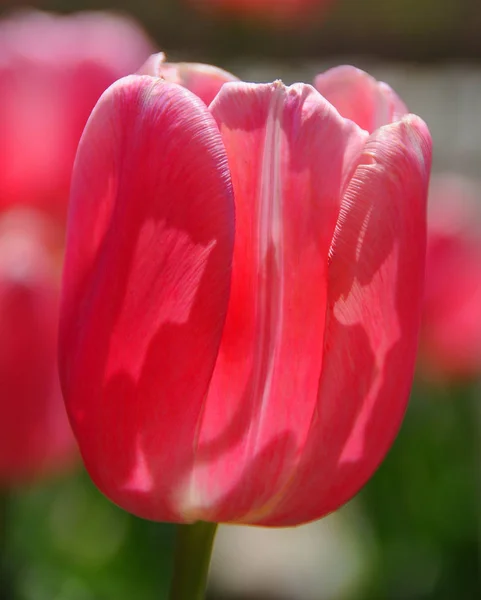 Rote Tulpe Garten — Stockfoto