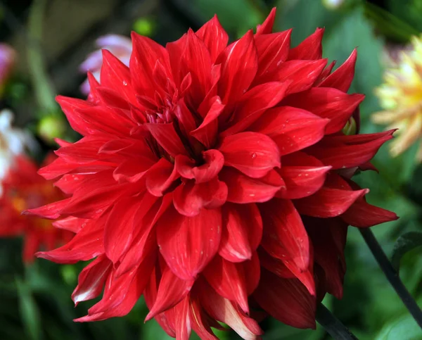 Flor Com Pétalas Vermelhas — Fotografia de Stock