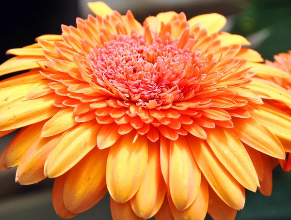 Όμορφο Πορτοκαλί Ζέρμπερες Λουλούδι — Φωτογραφία Αρχείου