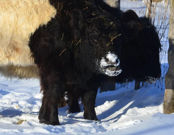 Belted Galloway Heritage Beef Breed Cattle Originating Galloway South West — Stock Photo, Image