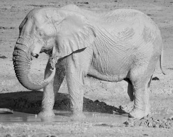 Vue Éléphant Couvert Boue Blanche Parc National Etosha Namibie Afrique — Photo