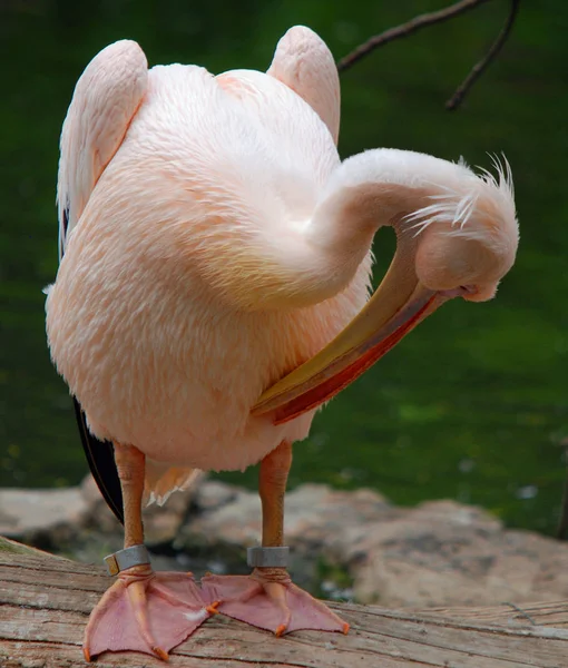 Pelikane Sind Große Wasservögel Sie Zeichnen Sich Durch Einen Langen — Stockfoto