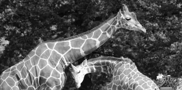 长颈鹿 长颈鹿 Giraffa Camelopardalis 是一种非洲偶蹄的低咽哺乳动物 是现存陆生动物中最高的 也是最大的反刍动物 — 图库照片