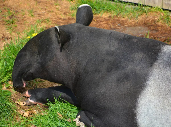 Tapir Malayo Tapirus Indicus También Llamado Tapir Asiático Más Grande —  Fotos de Stock