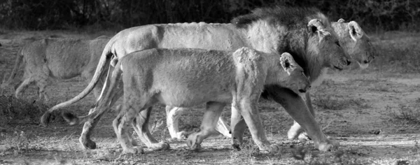 Afrika Nın Büyük Oyun Rezervlerinden Biri Olan Kruger Park Taki — Stok fotoğraf
