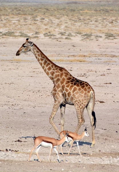 ジラフ Giraffa Camelopardalis はアフリカでよく見られるアングル科の哺乳動物で トムソンガゼルは最もよく知られたガゼルの1つである エトーシャ国立公園 エトーシャこくりつこうえん はナミビア北西部の国立公園 — ストック写真
