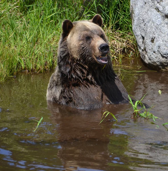 Orso Grizzly Noto Anche Come Orso Silvertip Grizzly Orso Bruno — Foto Stock