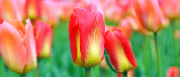 Квіти Тюльпанів Саду — стокове фото