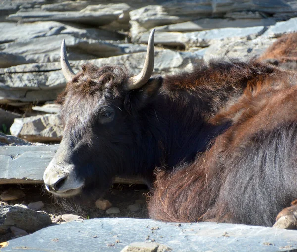 Jak Jest Długowłosy Zmora Znajduje Się Całym Regionie Himalajów Południowej — Zdjęcie stockowe