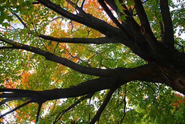 Herbst Baum Himmel Hintergrund — Stockfoto