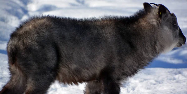 Serow Japonés Capricornis Crispus Antílope Cabra Japonés Mamífero Ungulado Dedos —  Fotos de Stock