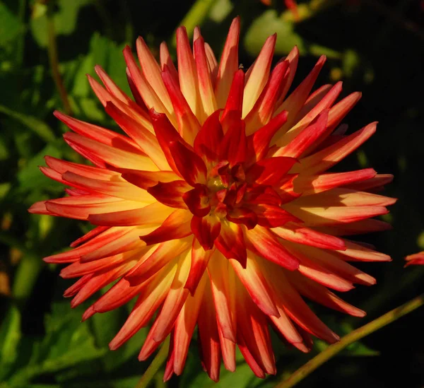 Dahlia Género Botânico Pertencente Família Asteraceae Existem Pelo Menos Espécies — Fotografia de Stock