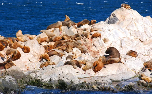 贝格尔海峡中的海狮是位于南美洲最南部的火地岛上的一个将海狮分隔开来的海峡 — 图库照片