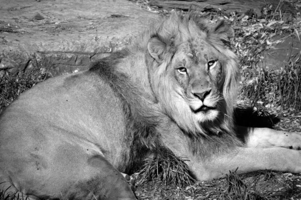 Leeuw Een Van Vier Grote Katten Van Het Geslacht Panthera — Stockfoto