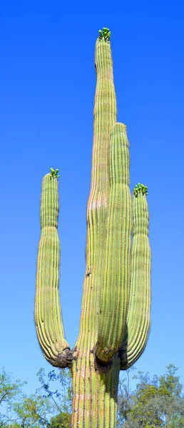 Saguaro Carnegiea Gigantea Arborescent Tree Cactus Species Monotypic Genus Carnegiea — Stock Photo, Image