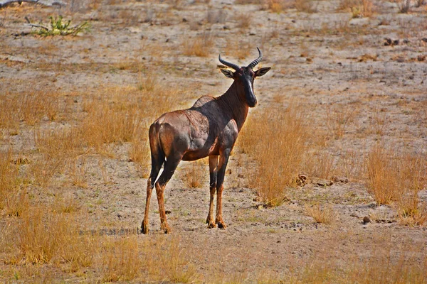 Hippotragus Niger 是一种羚羊 生活在肯尼亚南部的东非和南部非洲的森林中 埃托沙国家公园 纳米比亚非洲 — 图库照片