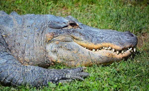 Alligator Crocodilian Genus Alligator Family Alligatoridae — Stock Photo, Image