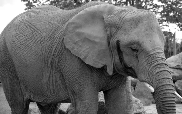 大象是象科的大型哺乳动物 属于象科和原形目动物 非洲象 Loxodonta Africana 和亚洲象这两种传统上被承认的物种 — 图库照片