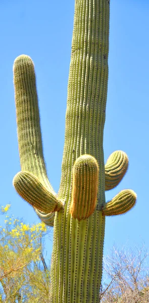 Saguaro National Park United States National Park Pima County Tucson — Stock Photo, Image