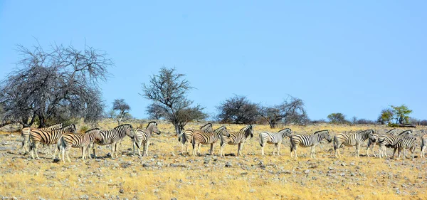 Zebra Zijn Verschillende Soorten Afrikaanse Paardachtigen Paardenfamilie Verenigd Door Hun — Stockfoto