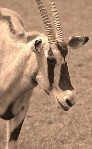 Východoafrický Oryx Oryx Beisa Známý Také Jako Beisa Druh Antilopy — Stock fotografie