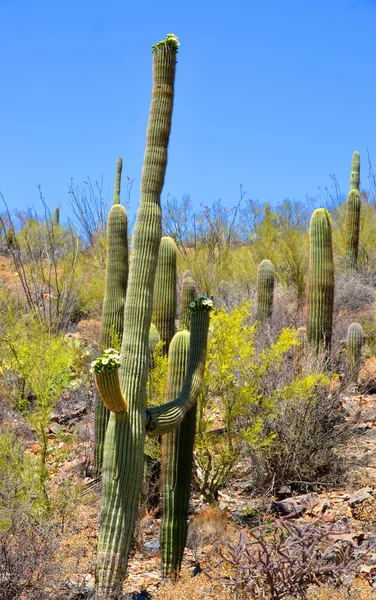 cactus in the desert in Saguaro National Park