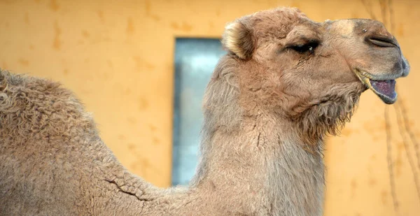 Cammello Ungulato Appartenente Genere Camelus Che Porta Sulla Schiena Depositi — Foto Stock