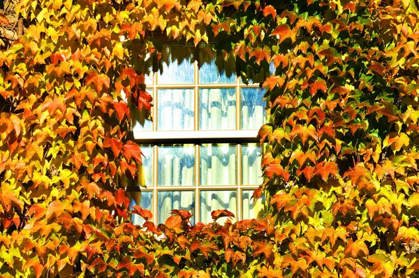 Jesienne Liście Oknie Domu — Zdjęcie stockowe
